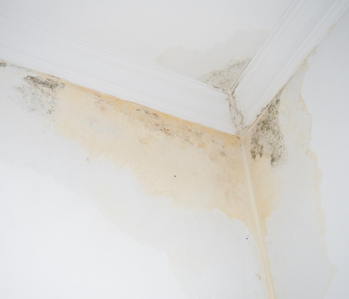 Rénovation de peinture après dégâts des eaux Rénovation de peinture après dégâts des eaux